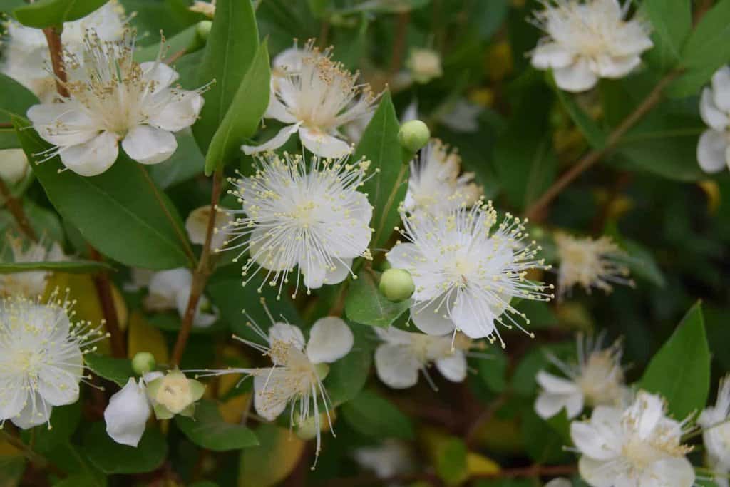 Myrtus communis 40-50 cm
